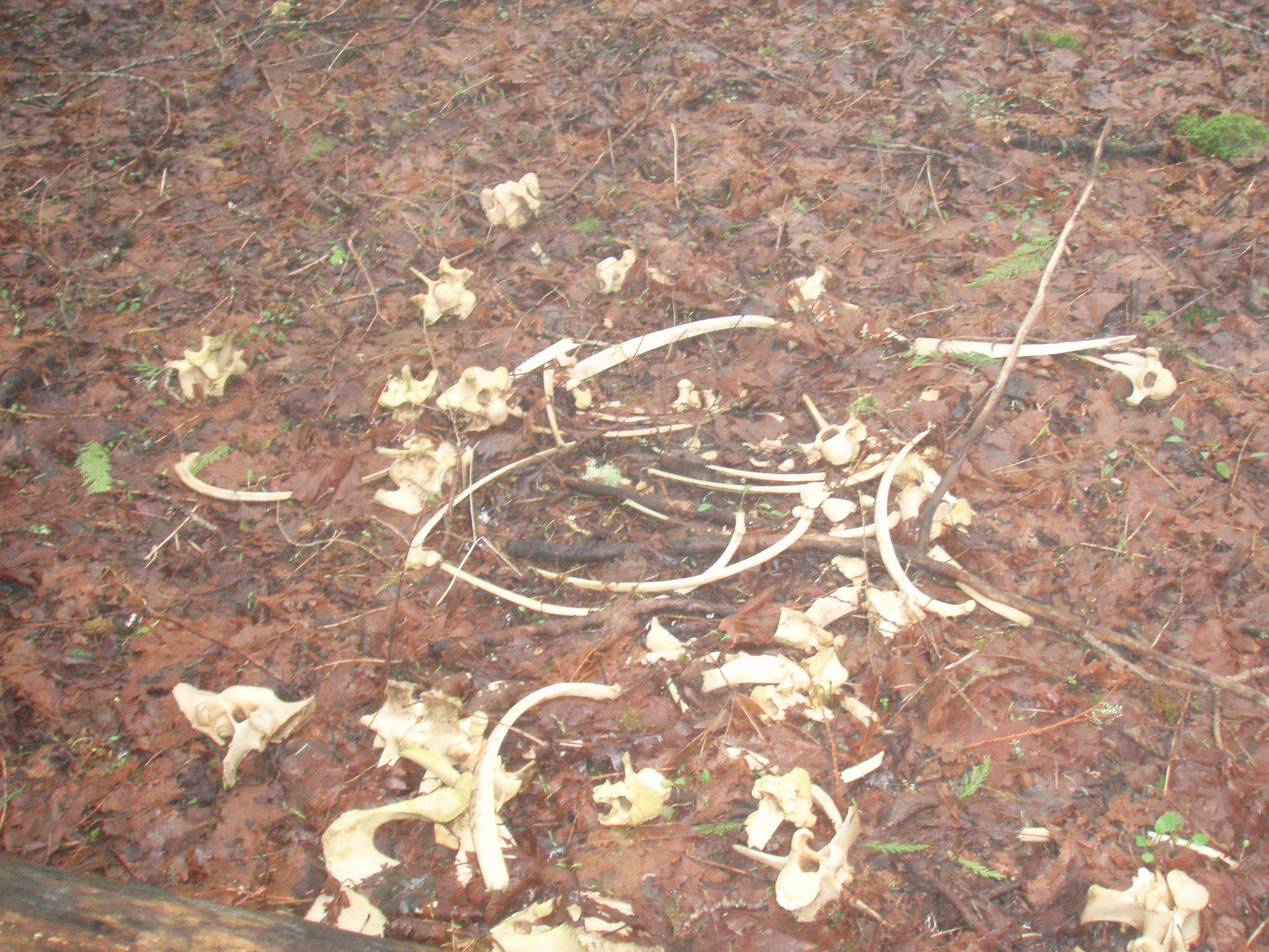 elk bones