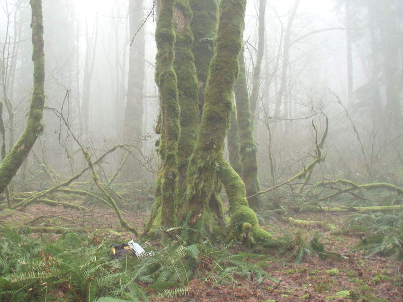 the critter cam