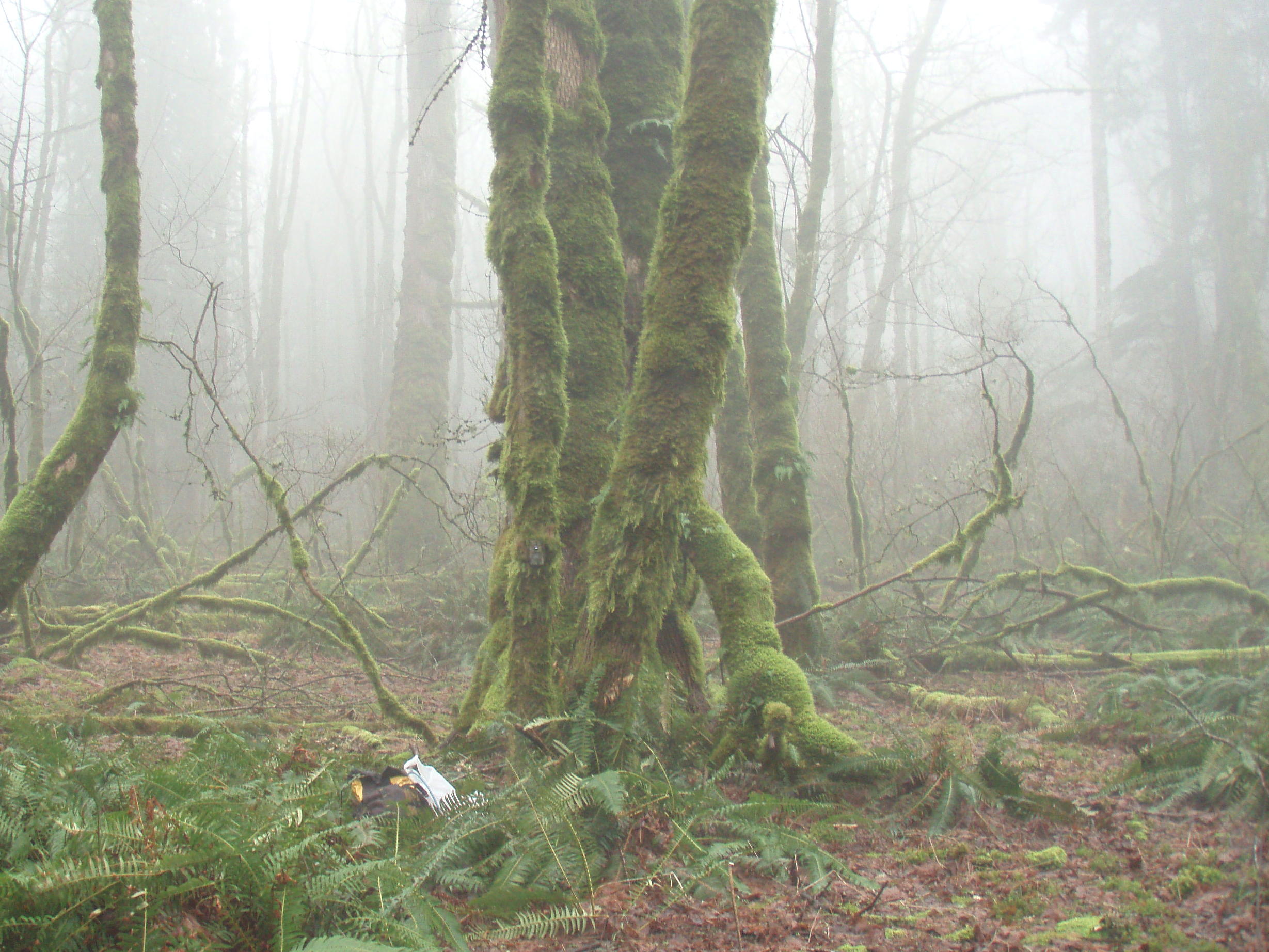the critter cam