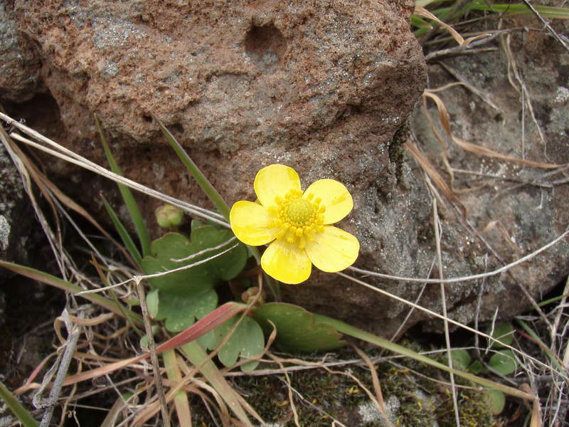 Sagebrush buttercup