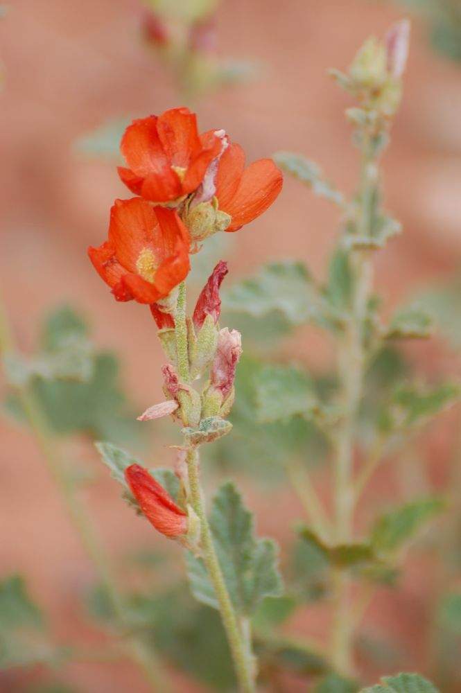 lots of flowers - May is probably the best time to hike the desert
