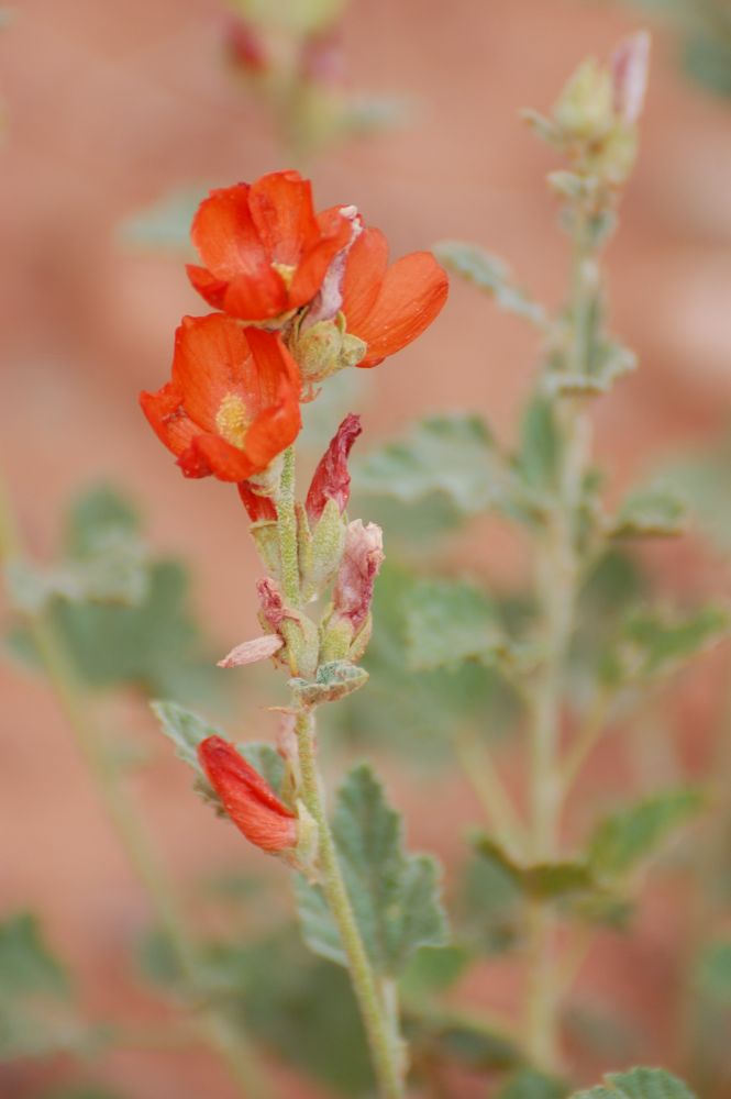 lots of flowers - May is probably the best time to hike the desert