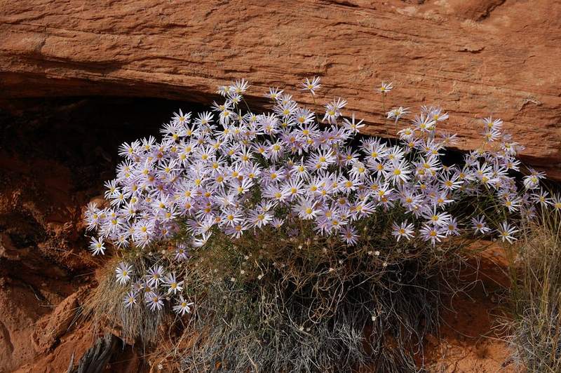 asters?