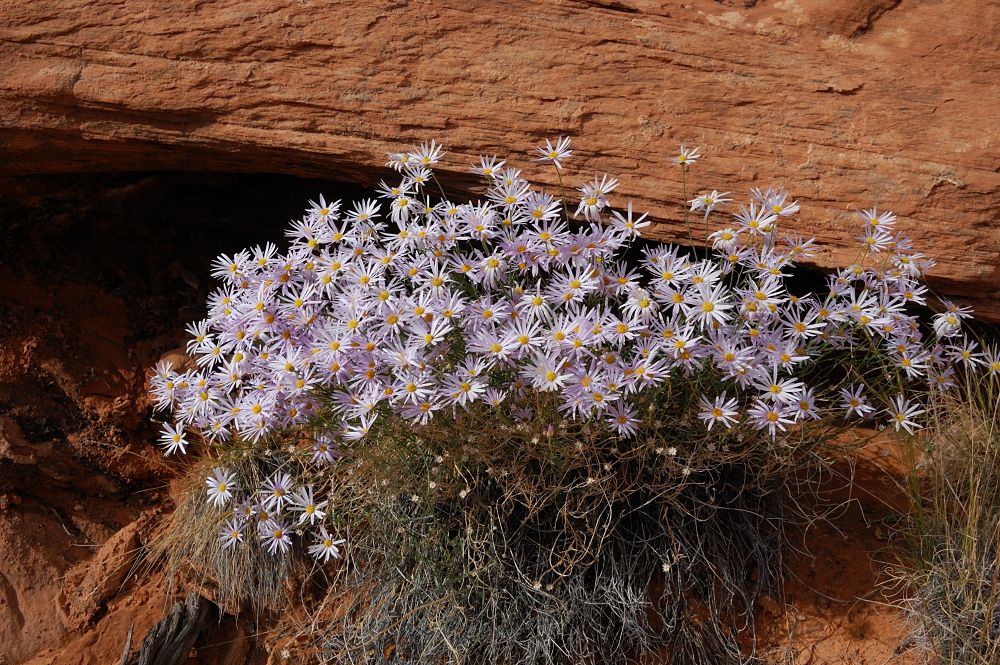 asters?