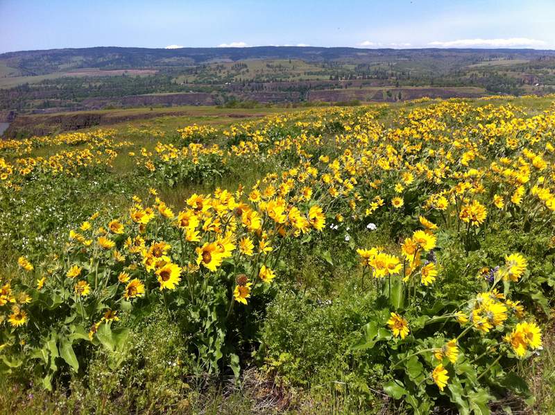 lots of Balsamroot