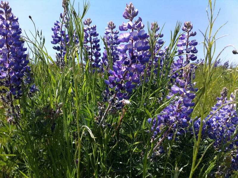 lots of Lupine