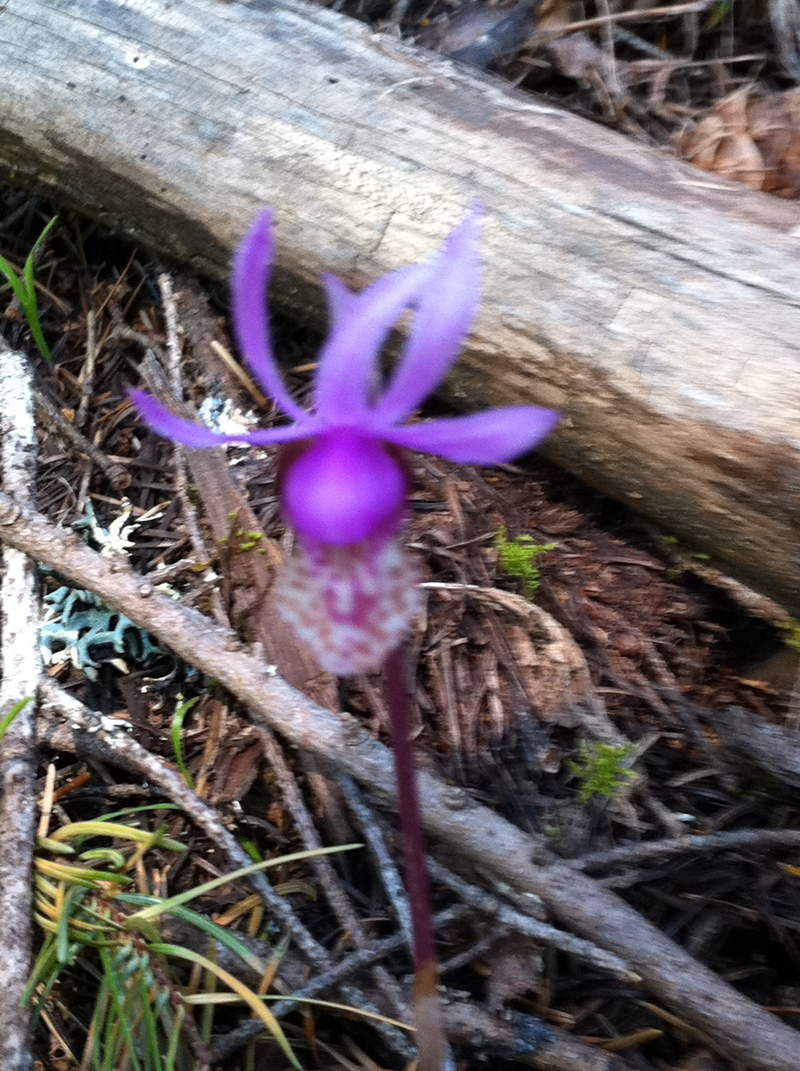 Fairy Slipper Orchid
