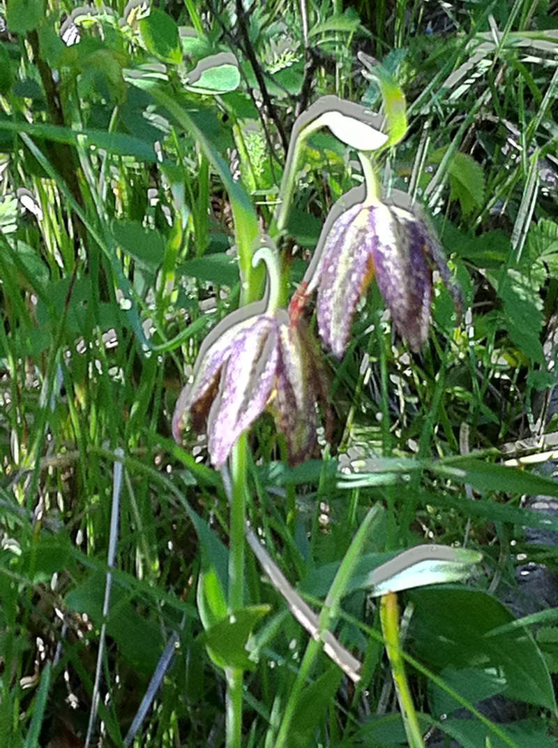 chocolate lily