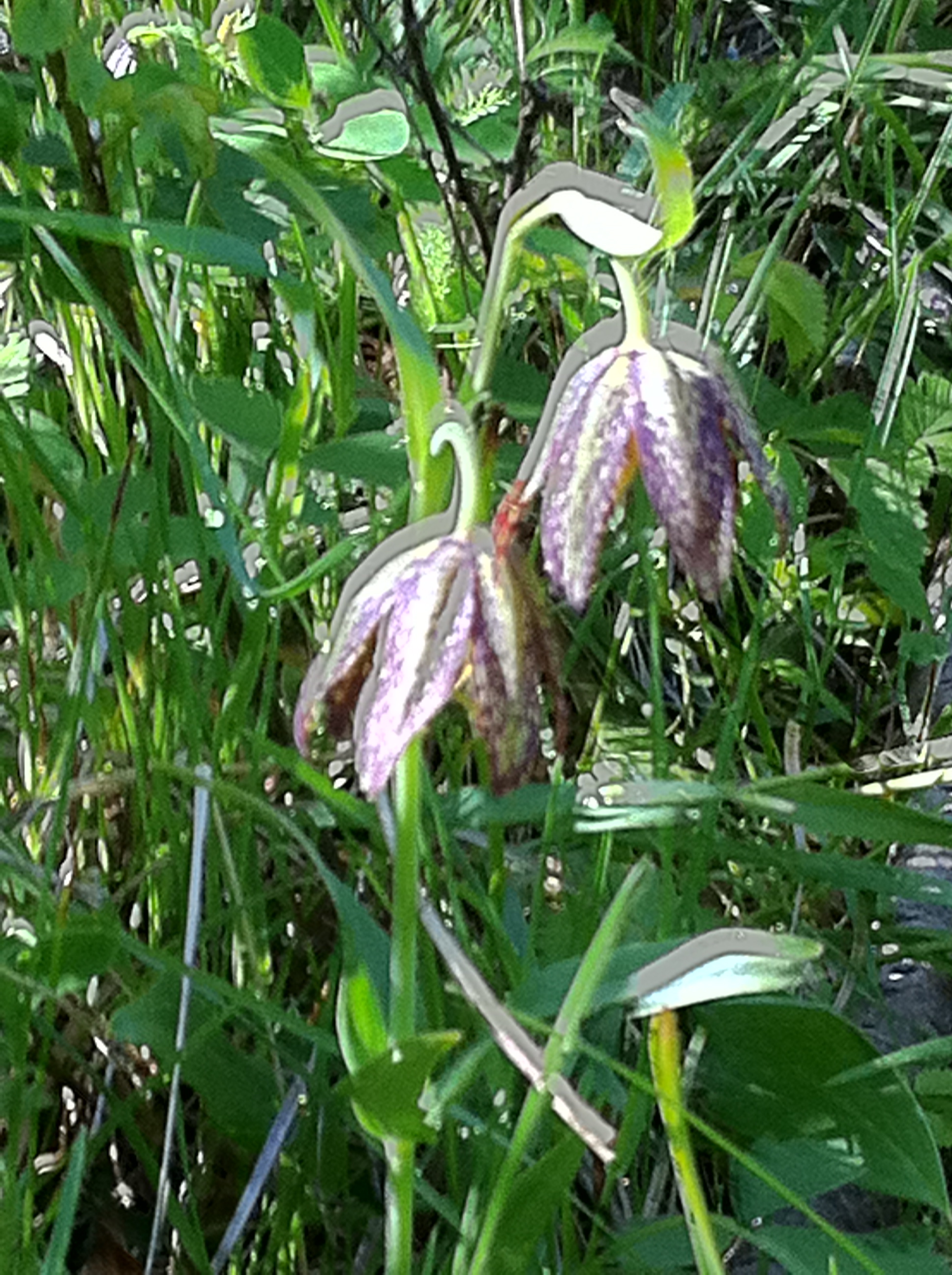 chocolate lily