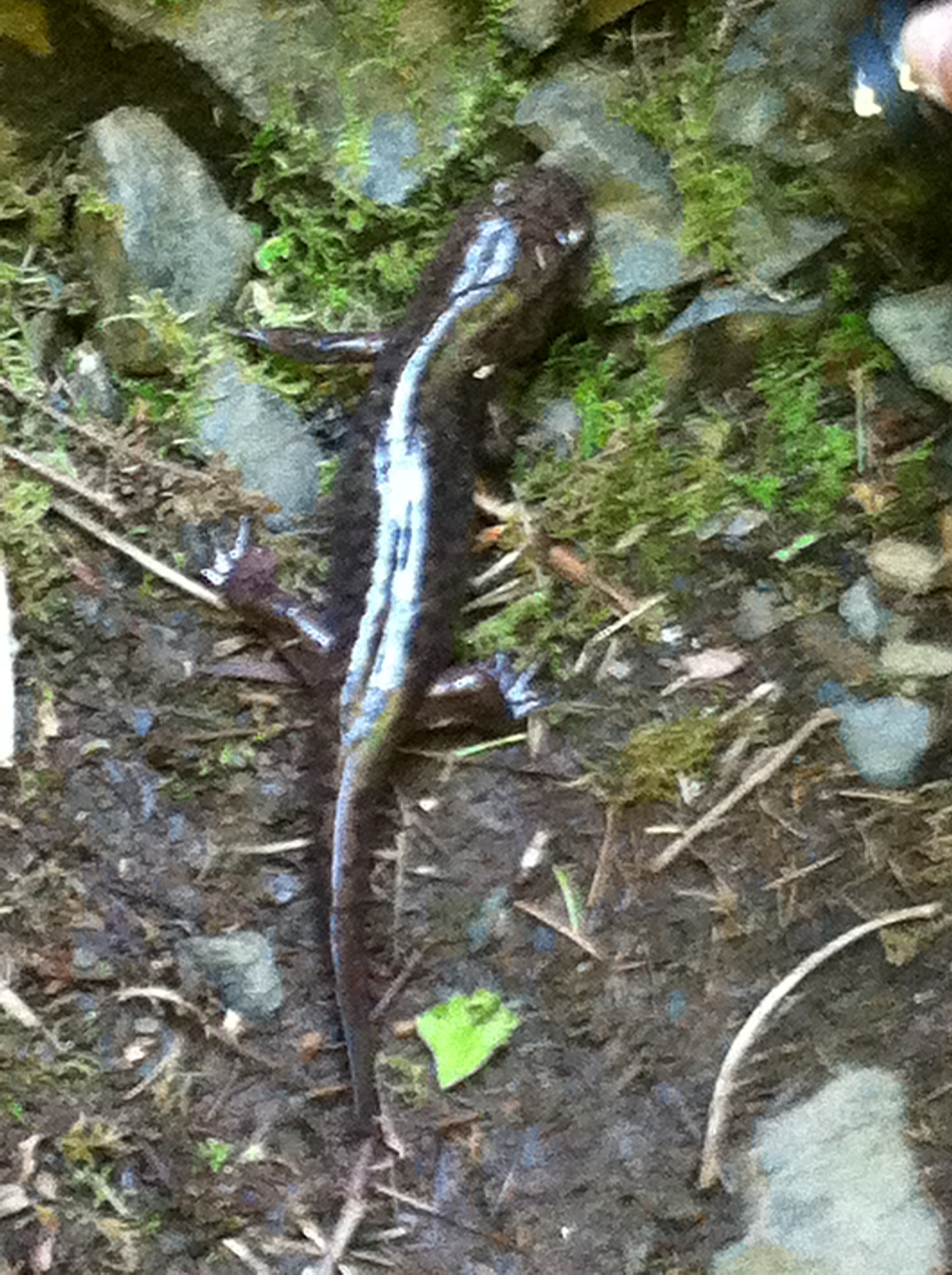salamander