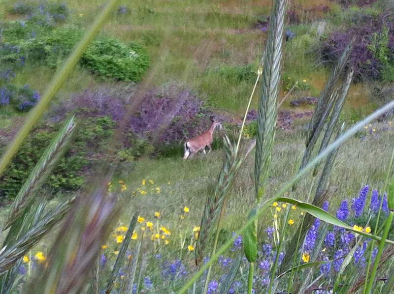 a deer