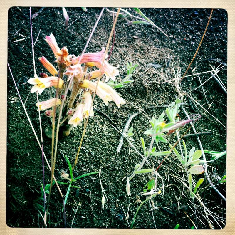 clustered broomrape