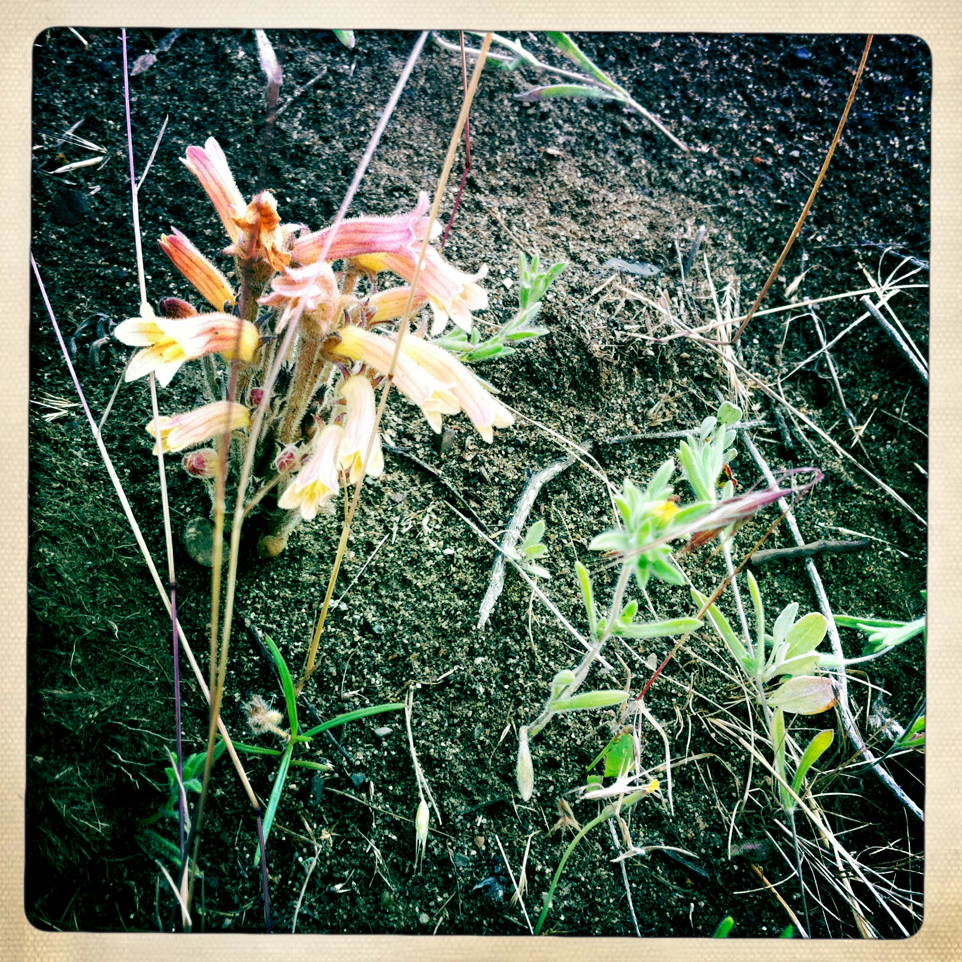 clustered broomrape