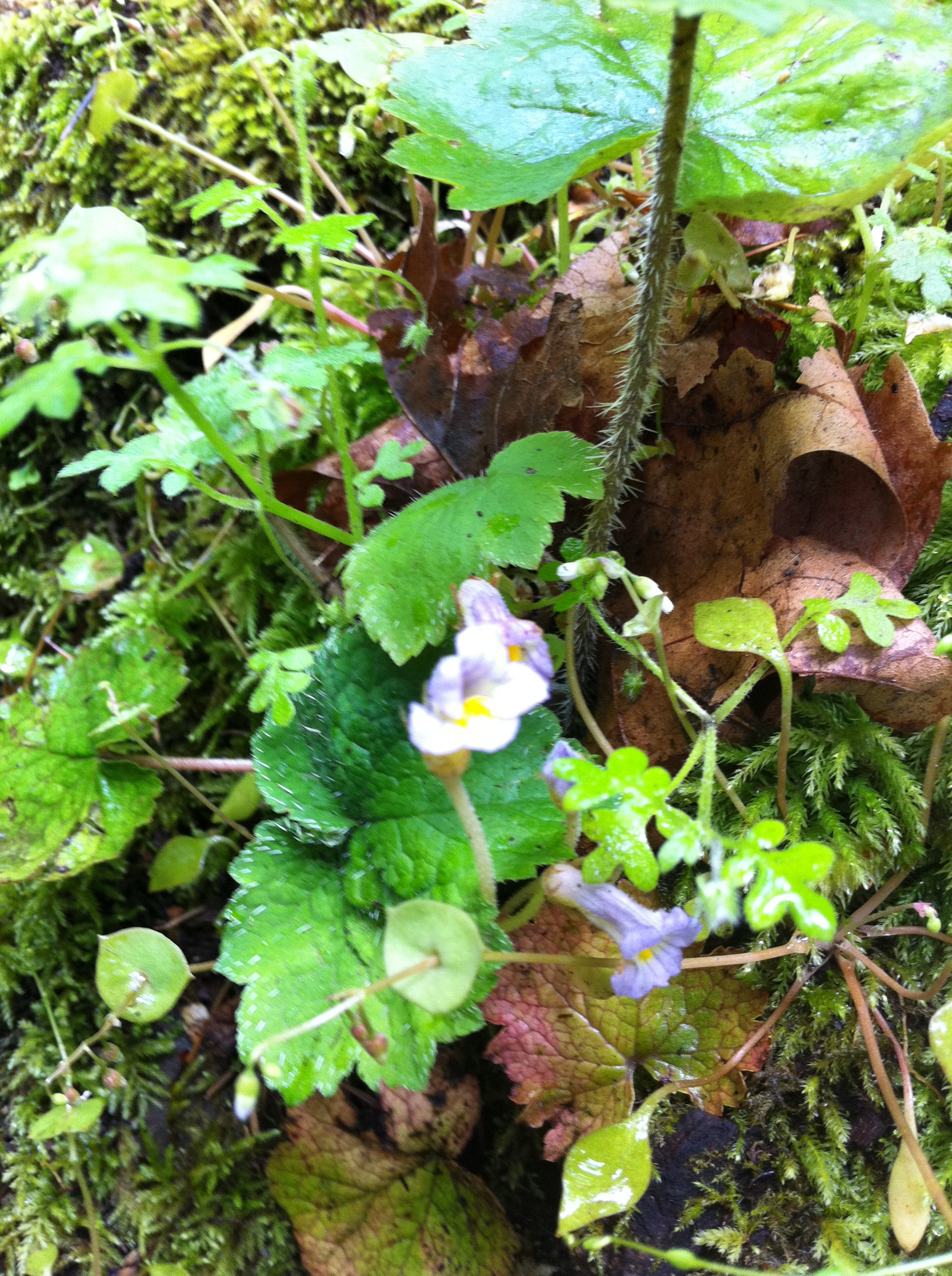 naked broomrape