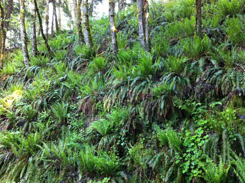 Them new fern shooty things are looking mighty handsome.