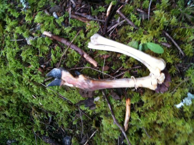 deer kill