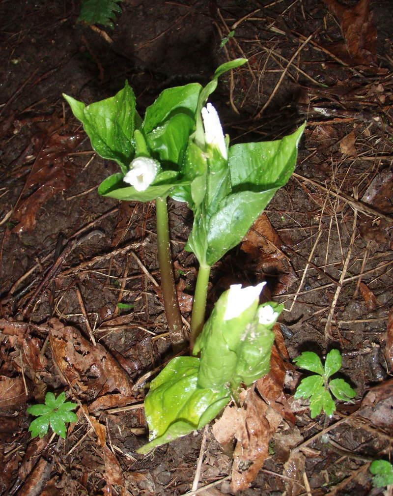 first trillium sighted!