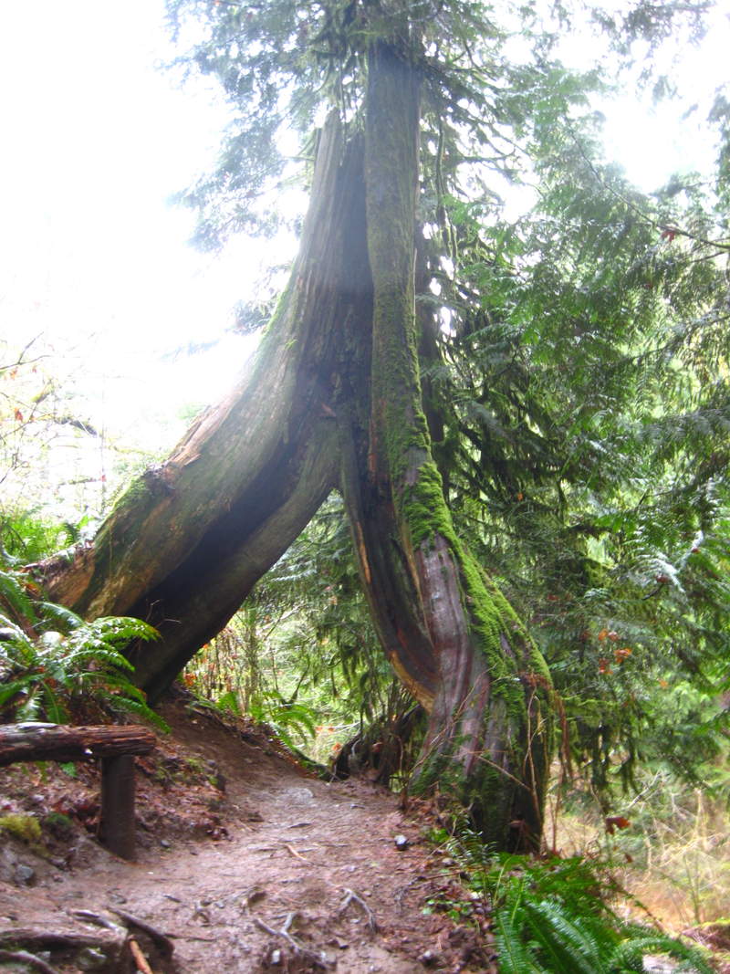 one of my favorite trees in the gorge