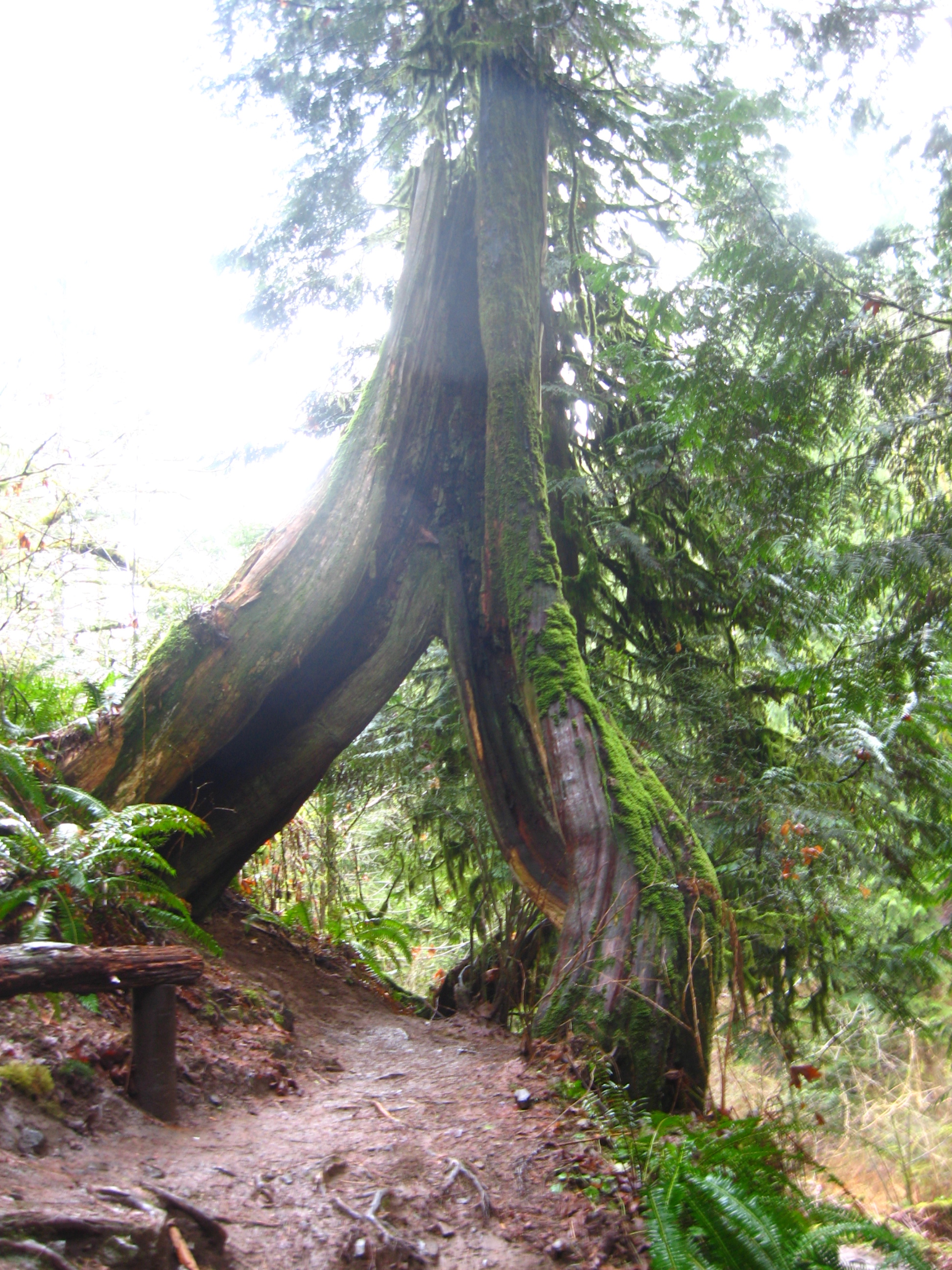 one of my favorite trees in the gorge