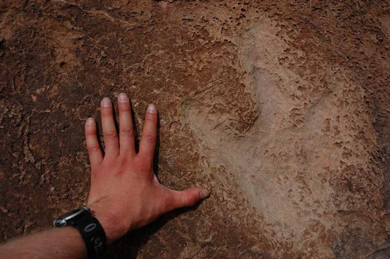 Measuring a dinosaur track