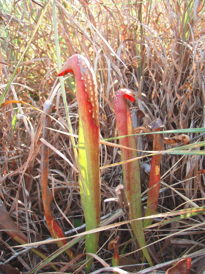Pitcher plant Sarracenia major