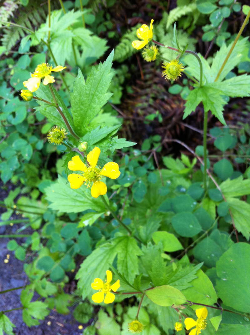 large leaf avens