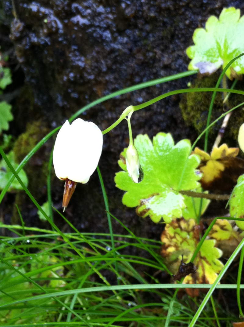 white shooting star