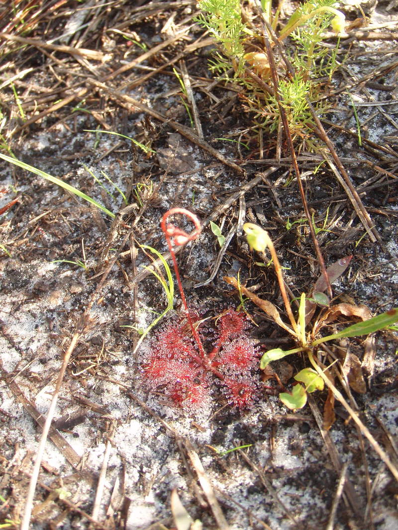 sundew