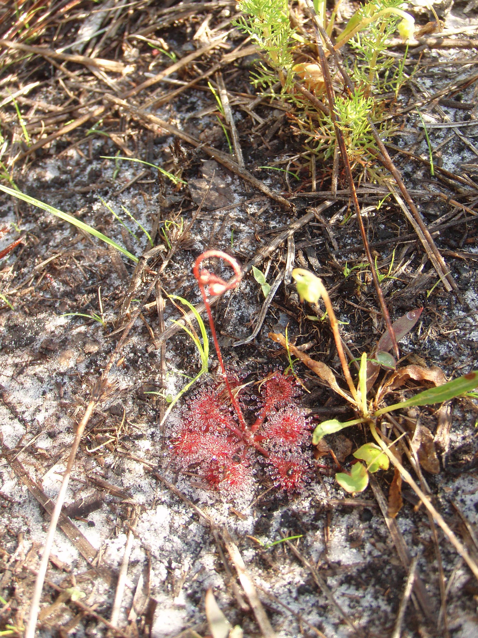 sundew