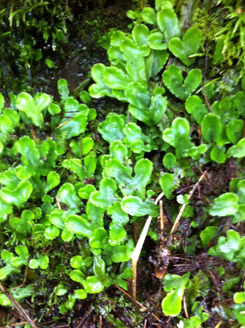not sure what this is really called, but I call it "BertMoss"
