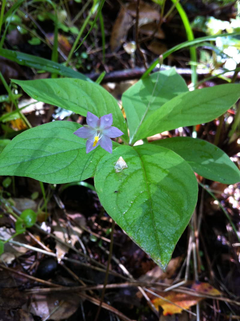 star flower