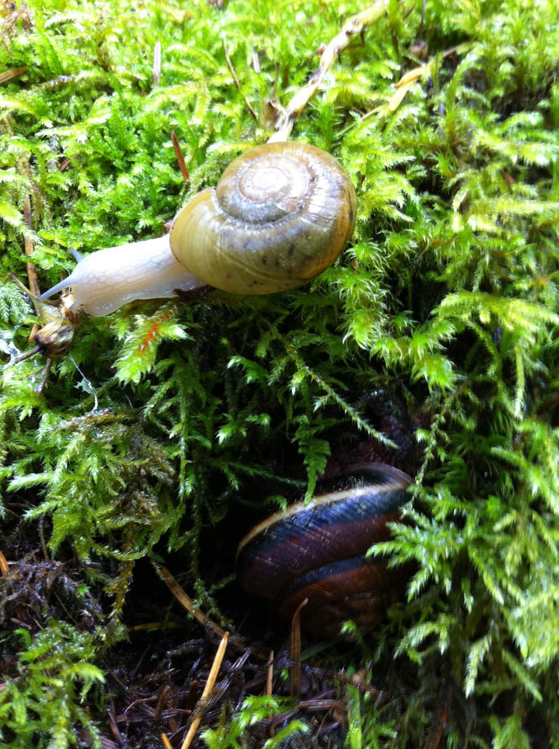 snails!