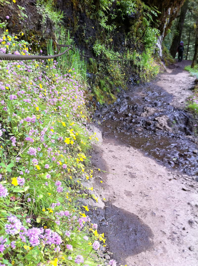 flowery trail