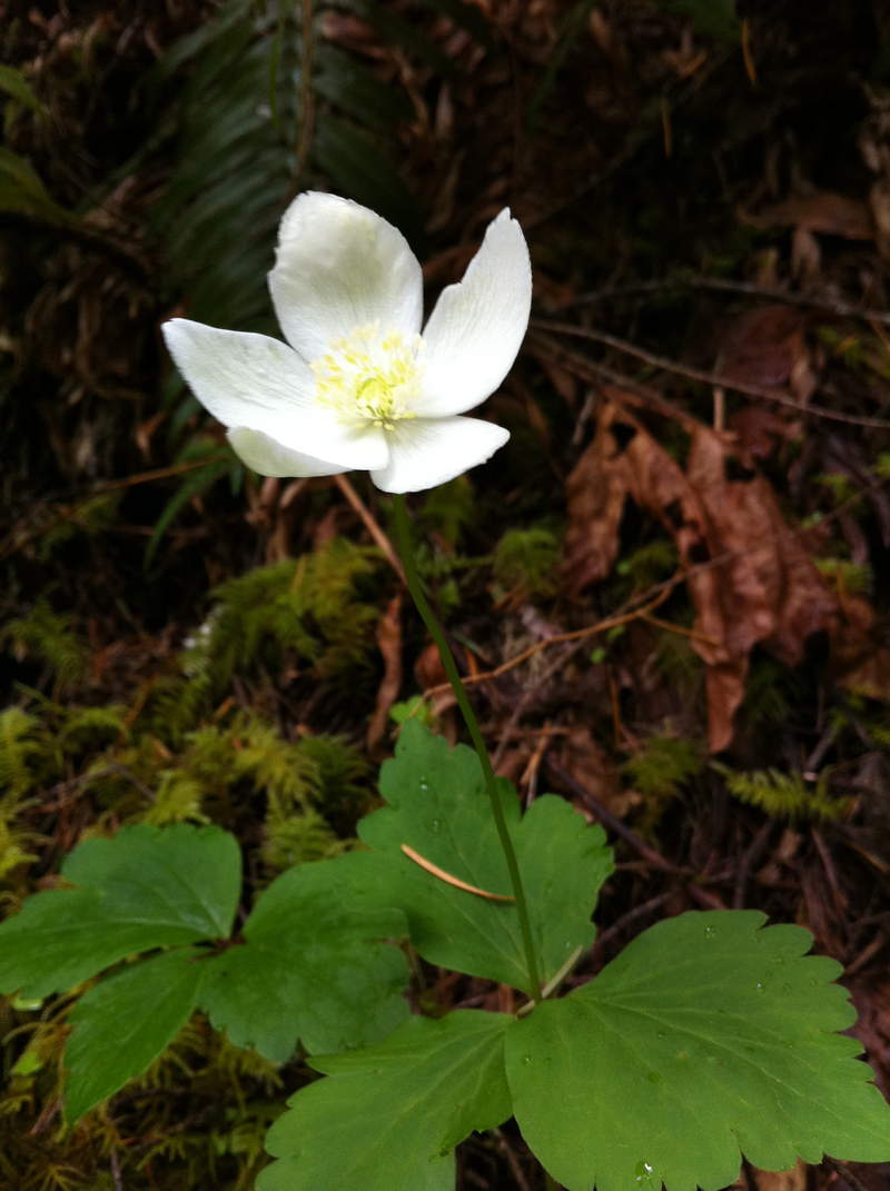 Columbia Wind Flower