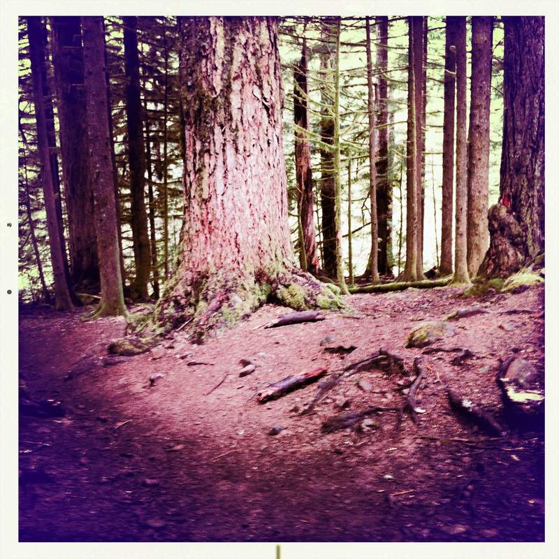 big tree