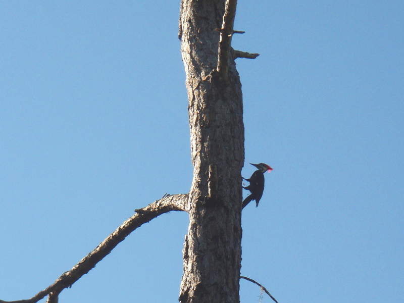 pileated woodpecker
