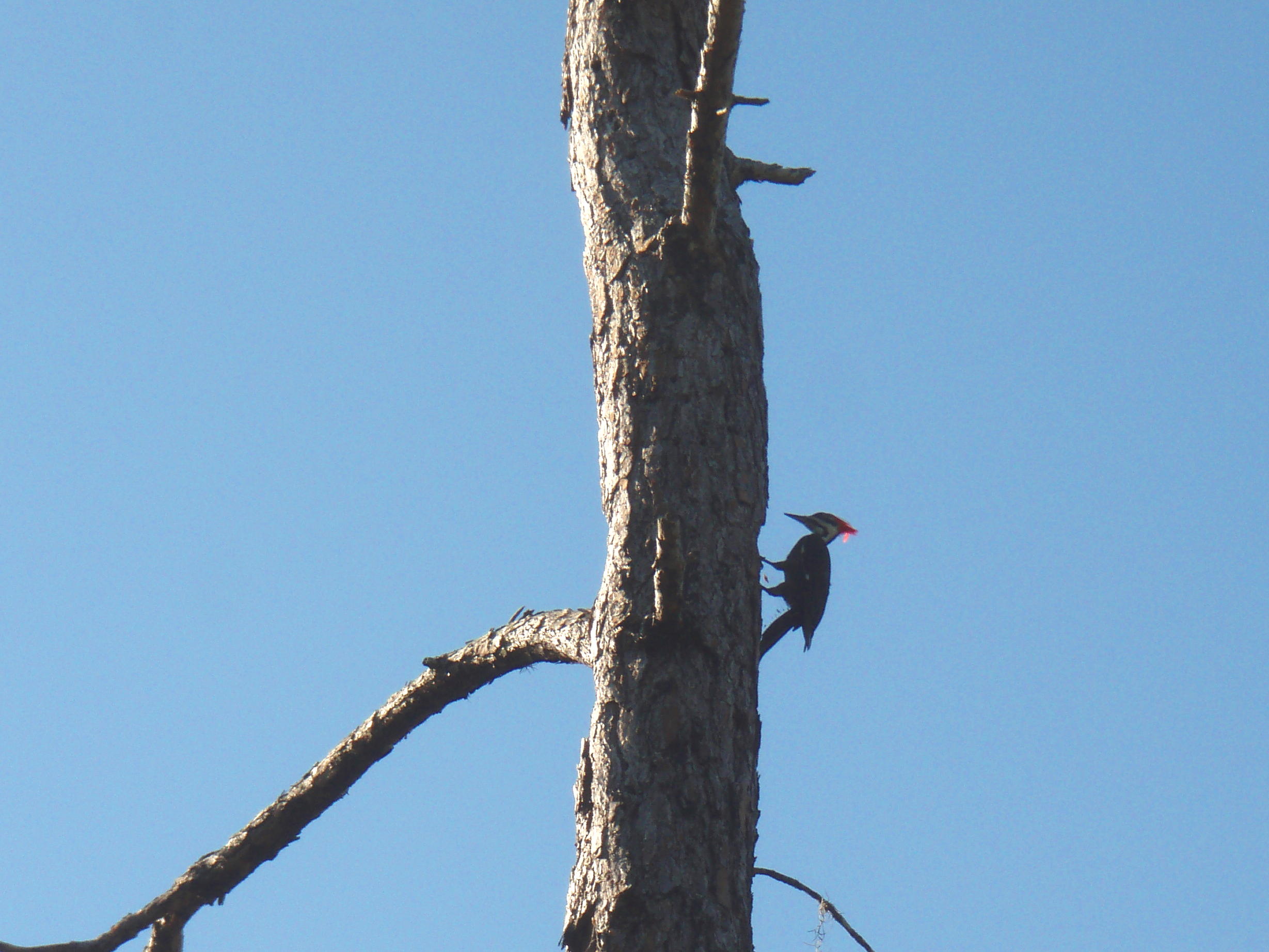 pileated woodpecker