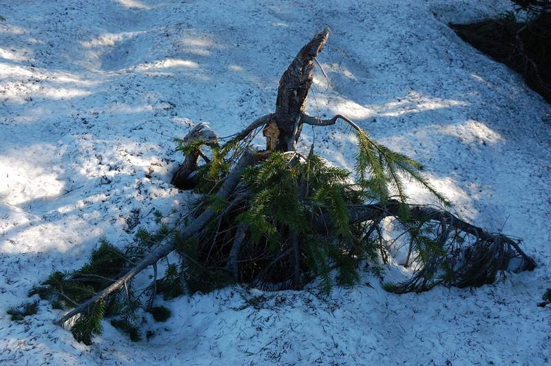 what snow does to trees