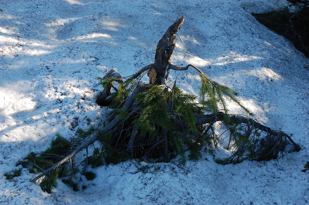 what snow does to trees