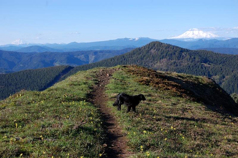Adams, Rainier, and my Ultimate Hiking Dog