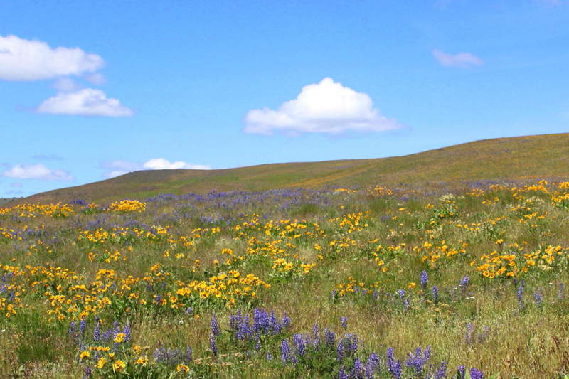 Balsamroot rivals Dog Mountain