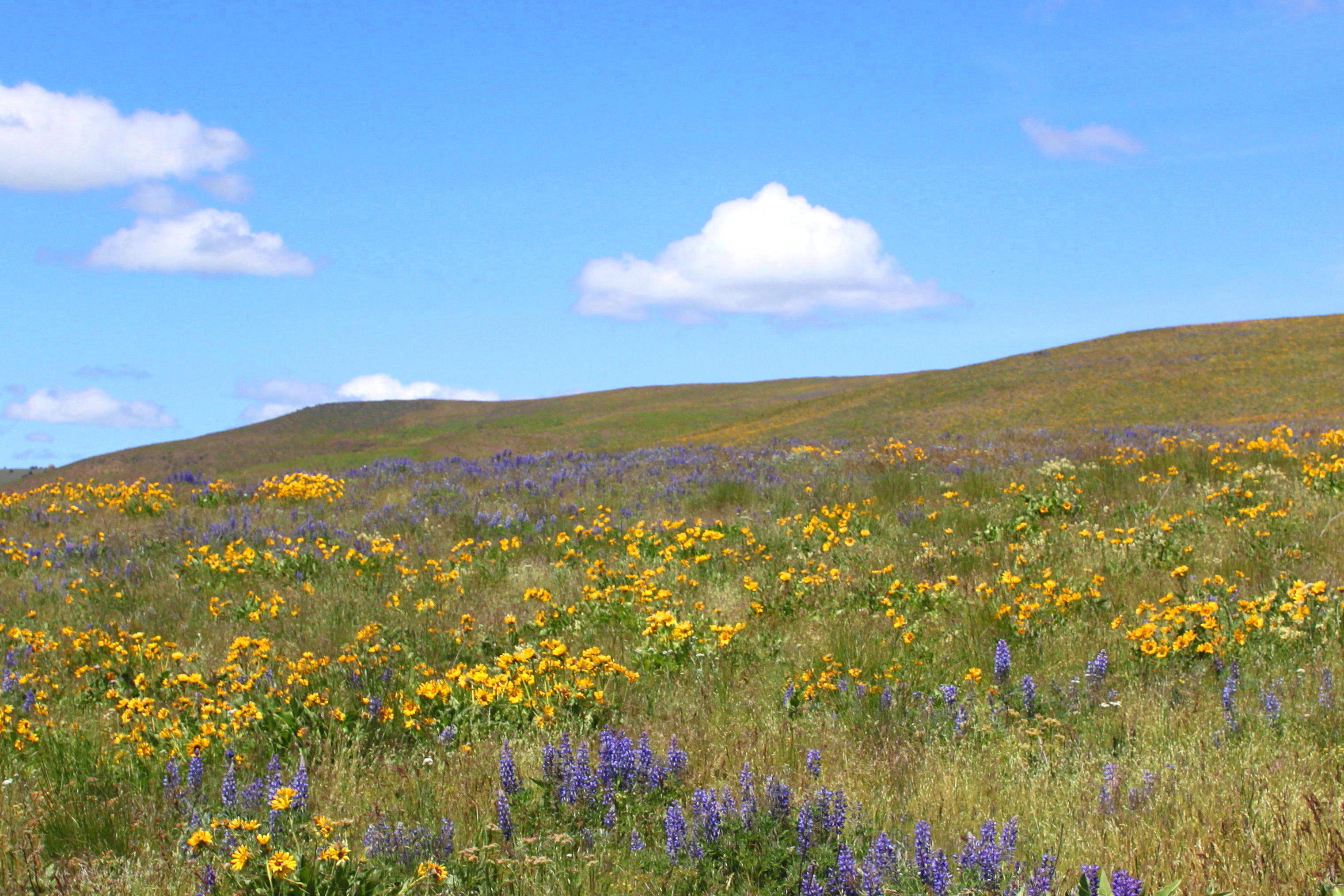 Balsamroot rivals Dog Mountain