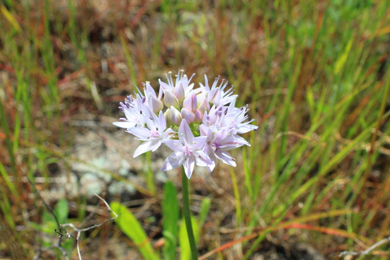 gorgeous allium
