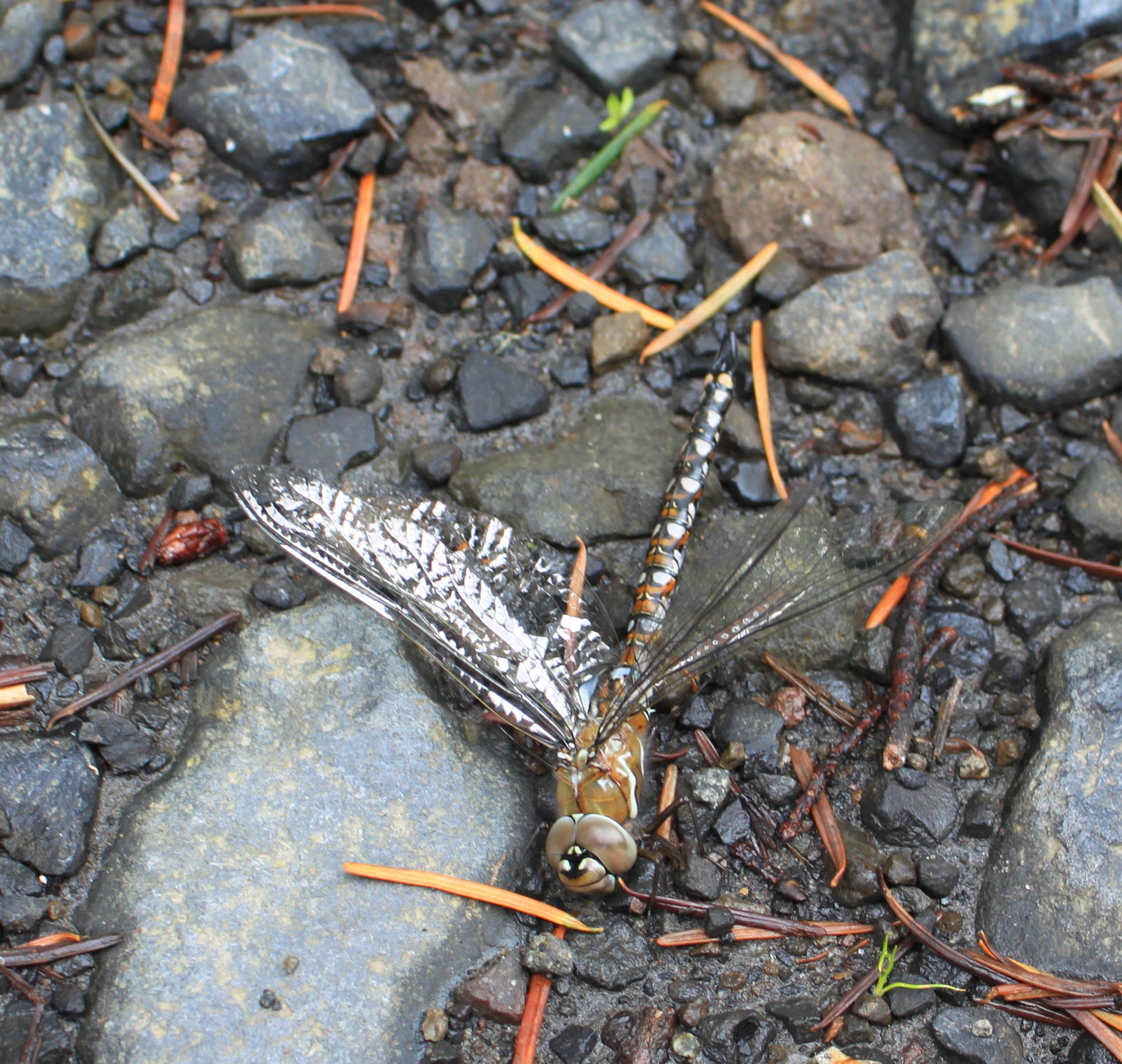 dragonfly
