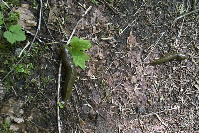om nom nom, leaf.