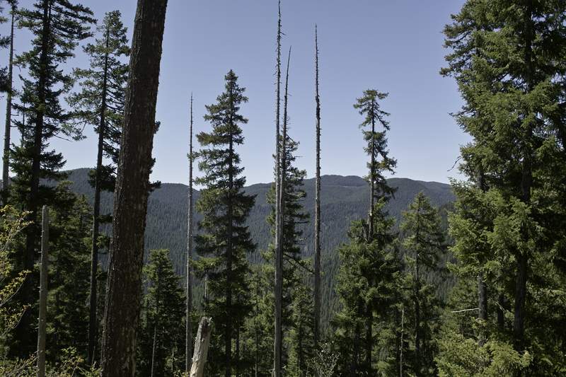 From the top of Lava Butte.