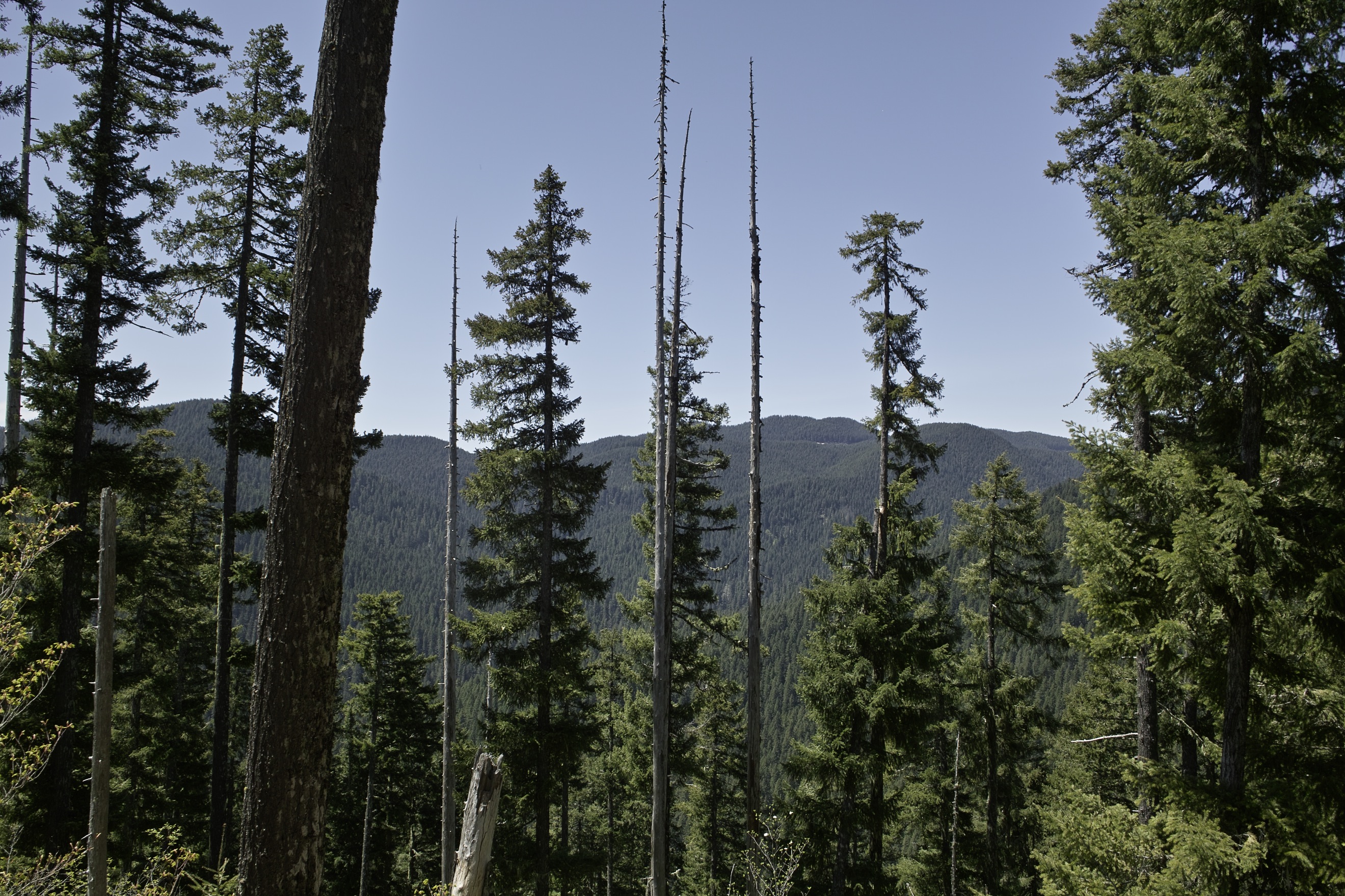 From the top of Lava Butte.