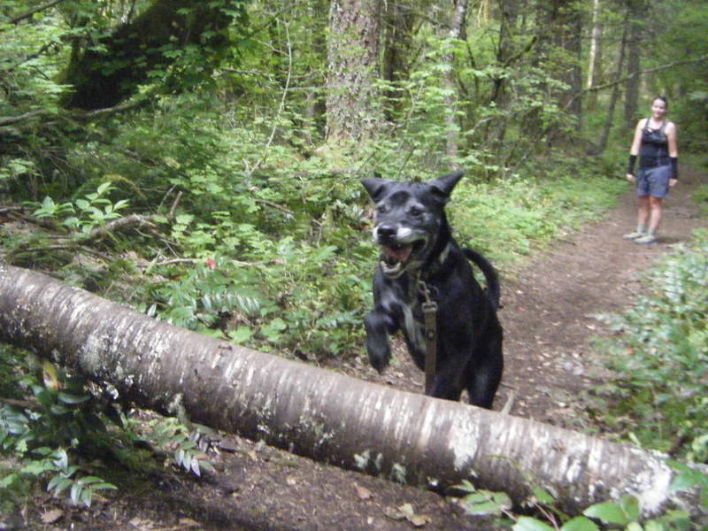 Flying Dog