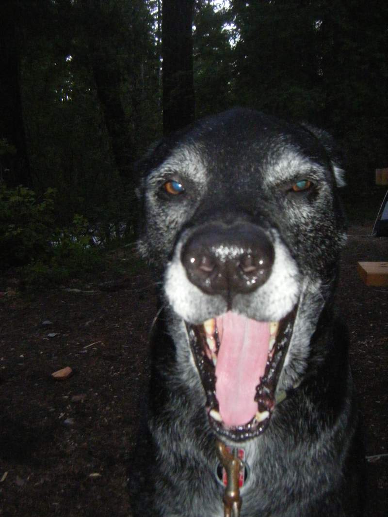 yawning dog