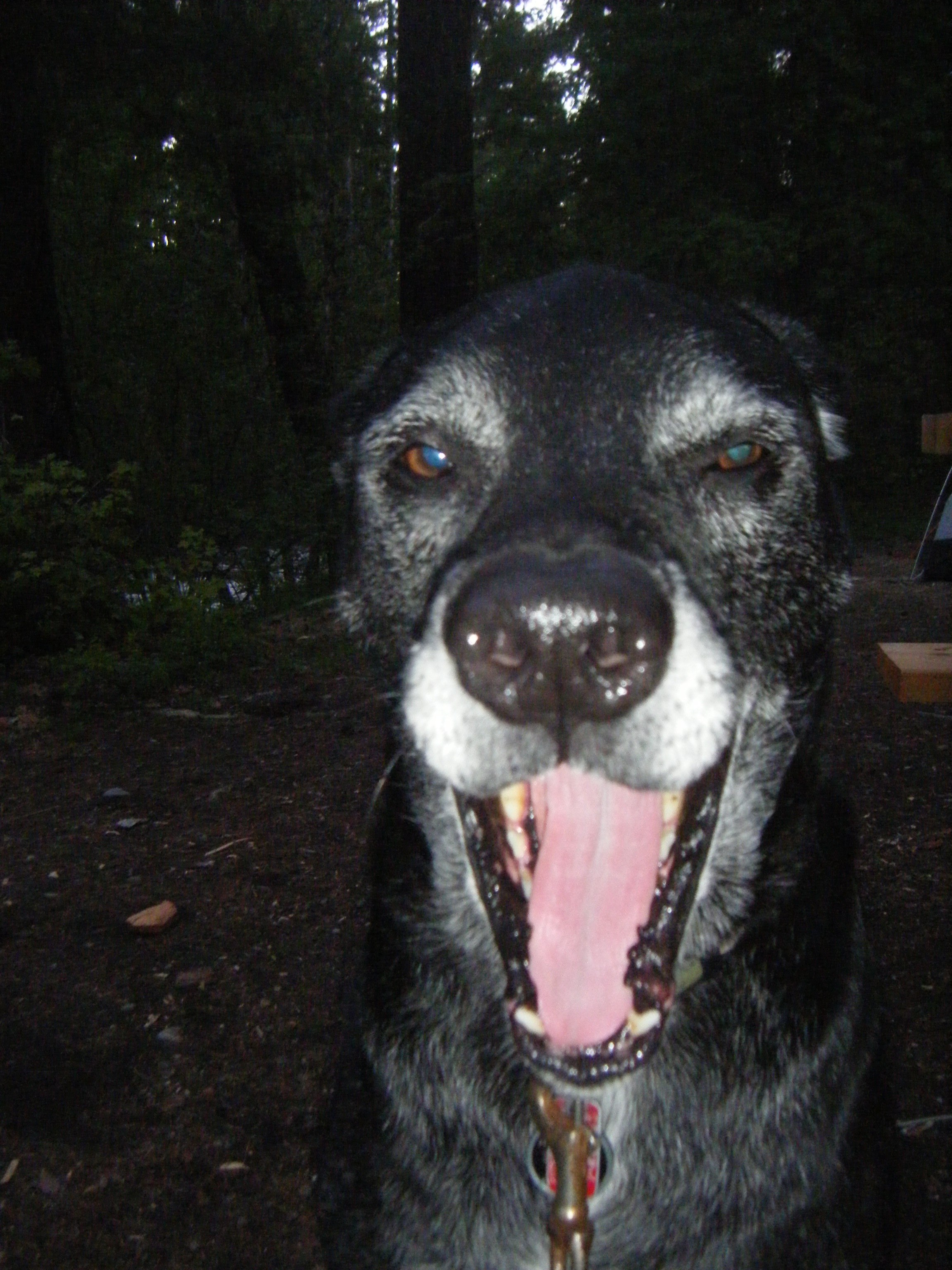 yawning dog